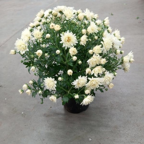 Хризантема шар белая 30-40 см в горшке OG42 фото 3 Хризантема шар белая 30-40 см в горшке OG42 купить в Москве фото 3