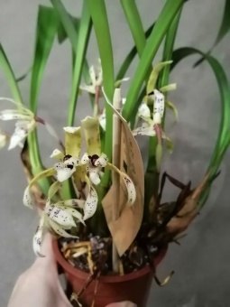 Максиллярия Пикта орхидея 12см