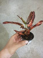 Кодиеум (кротон) Ред Батик KR3885 купить в Москве
