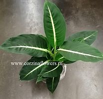 Диффенбахия Грин Мэджик KR257 купить в Москве