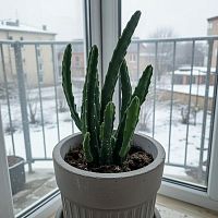 Стапелия Линдертиза суккулент KR3874 купить в Москве