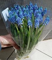 Мускари блу Карола срезка SR1020 купить в Москве