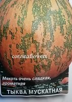 Тыква мускатная Витаминная рассада OG500 купить в Москве