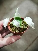 Алоказия кукулата белая вариегатность KR3273 купить в Москве