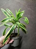 Драцена Рефлекса Сонг оф Индия 25-30 см KR2951 купить в Москве