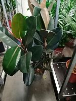 Фикус эластика Абиджан 3 ст 100-120см KR2682 купить в Москве