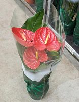 Антуриум Андреанум Айдахо DZ848 купить в Москве