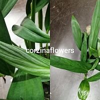 Эпипремнум, сциндапсус Амплиссиум KR1751 купить в Москве