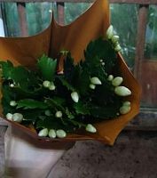 Декабрист, Шлюмбергера Белая кактус KR3659 купить в Москве