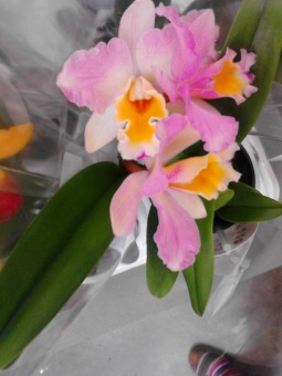 Каттлея розово-желтая орхидея