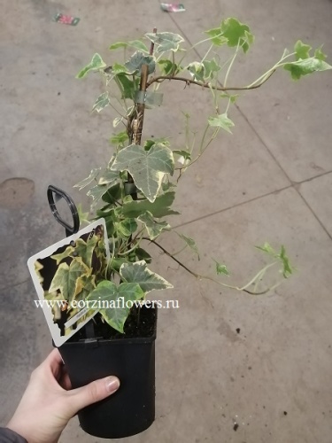 Хедера Голд Чайлд в горшке KR1249 купить в Москве