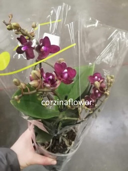Орхидея Фаленопсис Букет Красный 3-5 цв О440 купить в Москве