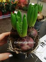 3 луковицы синих гиацинта в горшке OG817 купить в Москве