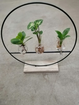 3 растения на круге в подарок 12 40см