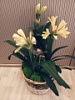 Кафрская лилия (кливия) подарочная Кафрская лилия (кливия) подарочная