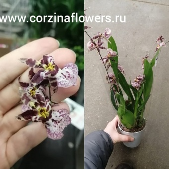 Орхидея онцидиум гибрид 201 https://corzinaflowers.ru/catalog/komnatnye_rasteniya_i_tsvety/3026/