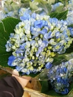 Гортензия Шокинг Блю срезка https://corzinaflowers.ru/catalog/bukety_iz_tsvetov_fruktov_ovoshchey_i_dr/srezannye_tsvety/gortenziya_srezannaya/6667/