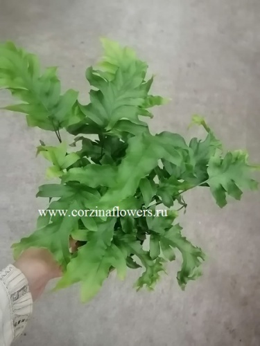 Флебосия Николас Даймонд папоротник KR311 купить в Москве