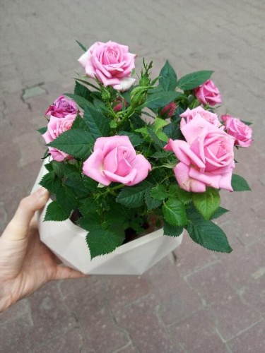 Роза в кашпо Топаз подарочная KM1101 купить в Москве фото 2