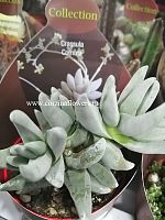 Крассула Корнута суккулент KR695 купить в Москве