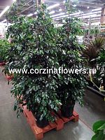 Фикус бенжамина Даниэль 160-180 см KR973 купить в Москве