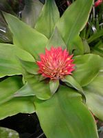 Эхмея Таэнсис DZ612 купить в Москве