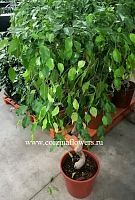 Фикус Бенджамина Экзотика спираль 130-150см  KR184 купить в Москве