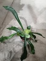 Платицериум Альцикорне папоротник KR3024 купить в Москве