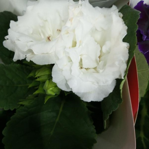 Глоксиния белая махровая растение DZ865 купить в Москве