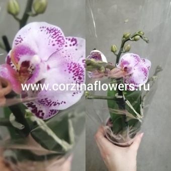 Фаленопсис гибрид 185 https://corzinaflowers.ru/catalog/komnatnye_rasteniya_i_tsvety/2799/