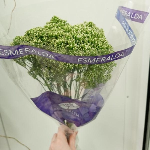 Трахелиум белый лэйк мич Утопия Фармс срезка SR1100 Трахелиум белый лэйк мич Утопия Фармс срезка SR1100 купить в Москве