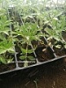 Рассада для сада и огорода Рассада для сада и огорода