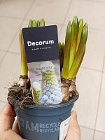 Мускари Вайт Меджик луковички в горшке OG2035 купить в Москве