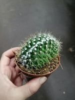 Маммилярия Компресса кристата кактус KR2944 купить в Москве