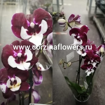Орхидея  Фаленопсис 2 вет Биг Лип  мутант 12 https://corzinaflowers.ru/catalog/komnatnye_rasteniya_i_tsvety/1497/