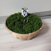 5 луковиц Подснежников в корзине Праздник KM987 купить в Москве