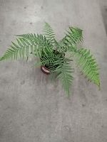 Диксония Антарктическая 30-50см папоротник KR2991 купить в Москве