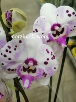 Орхидея фаленопсис биг лип гибрид 406 2 цв 12 см