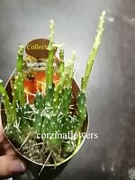 Мaуениопсиc Moлфино кактус KR1973 купить в Москве