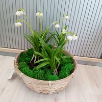 Первоцвет Белоцветник луковицы в корзине Праздник KM823 купить в Москве