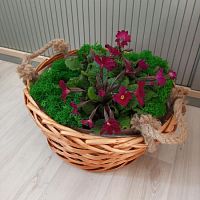 Примула микс в Рыжей корзине KM865 купить в Москве