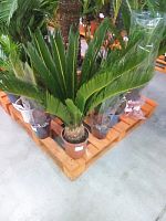 Пальма Цикас Революта 60-70 см KR201 купить в Москве