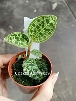 Макодес Petola орхидея О337 купить в Москве