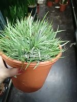 Агава Тумеяна Белла KR1509 купить в Москве