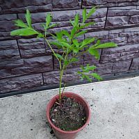 Пион травянистый Сара Бернард (Sarah Bernhardt) саженец OG165 купить в Москве