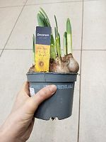 Нарцисс Лаки Намбер в горшке OG2032 купить в Москве