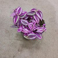 Традесканция Пинк Парадайз KR3668 купить в Москве