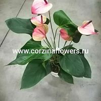 Антуриум Мистик в горшке DZ38 купить в Москве