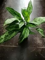 Аглаонема Ромео KR2948 купить в Москве