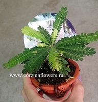 Биофитум чувствительный KR130 купить в Москве